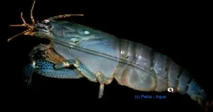 Näsets Ciklidhobby Atyopsis gaboensis filterräka 3–5 cm