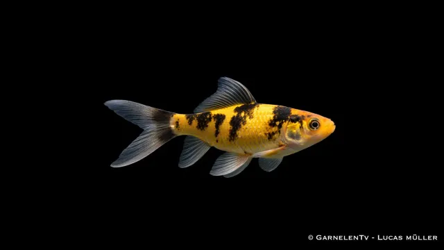 Shubunkin Gul-Svart guldfisk Carassius auratus 6-9 cm