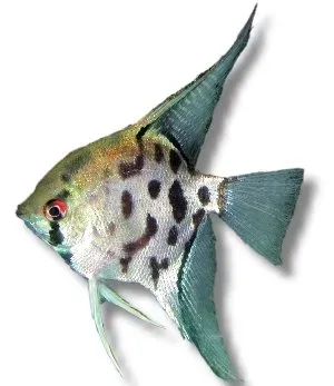 Näsets Ciklidhobby Leopard Angelfish skalar 2,5–3 cm