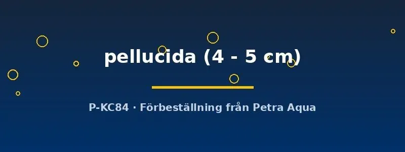 Näsets Ciklidhobby Parailia pellucida glasmal 4–5 cm