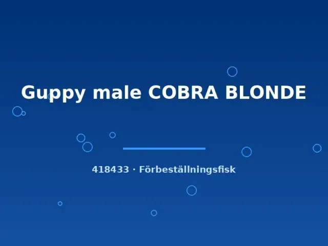 Näsets Ciklidhobby Guppy Cobra Blonde hane lg
