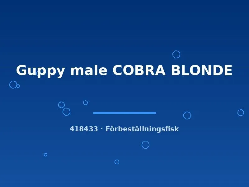 Näsets Ciklidhobby Guppy Cobra Blonde hane lg