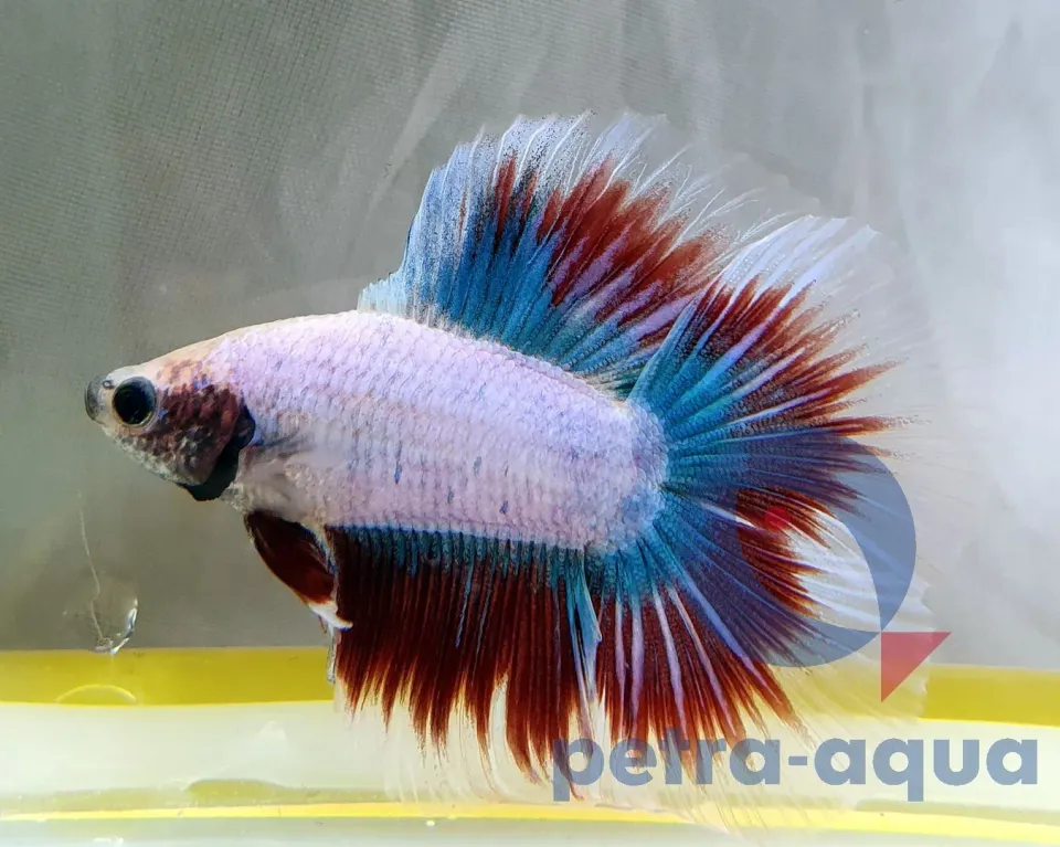Näsets Betta double tail Betta spl. kampfisk XL hane mix