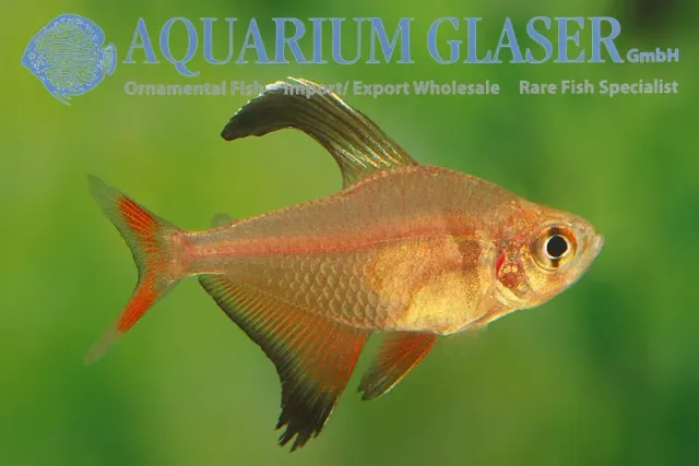Näsets Ciklidhobby Hyphessobrycon Benthosi akvariefisk md-lg vild