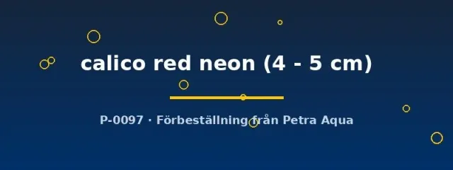 Aulonocara Calico Red Neon ciklid 4–5 cm Malawi