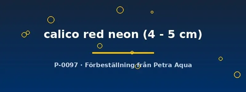Aulonocara Calico Red Neon ciklid 4–5 cm Malawi