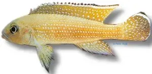 Näsets Ciklidhobby Pearl-Lined Lamprologus ciklid 4-5 cm gold
