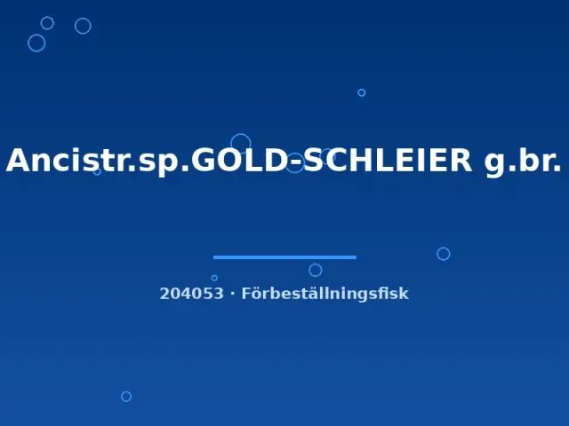 Näsets Ciklidhobby Ancistrus Gold Schleier mal 4–6 cm algätare