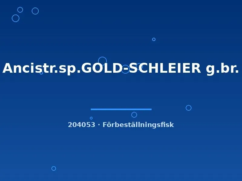 Näsets Ciklidhobby Ancistrus Gold Schleier mal 4–6 cm algätare