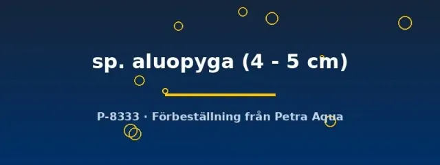 Näsets Ciklidhobby Tatia aluopyga mal 4–5 cm nattaktiv