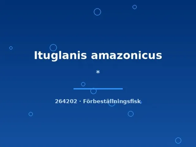 Ituglanis amazonicus mal 5-7 cm vildfångad
