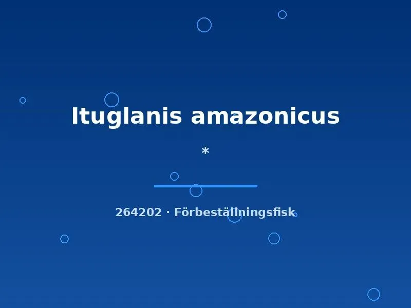 Ituglanis amazonicus mal 5-7 cm vildfångad