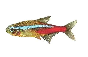 Näsets Ciklidhobby Neon Tetra Paracheirodon innesi CB akvariefisk 1 cm