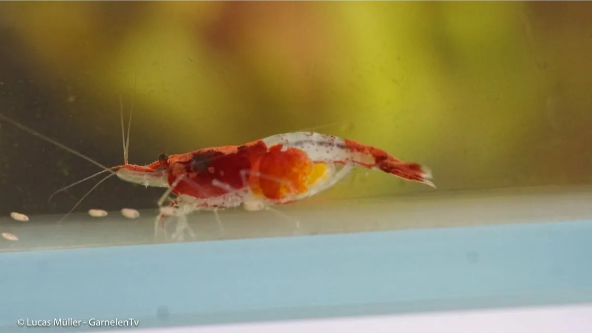 Garnelen TV Neocaridina Red Rili räka röd-vit Kohaku
