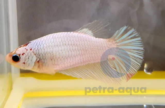 Näsets Ciklidhobby Betta Halfmoon White kampfisk hona XL
