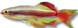 Tanichthys albonubes Long Fin kardinalfisk 2–2,5 cm slöj