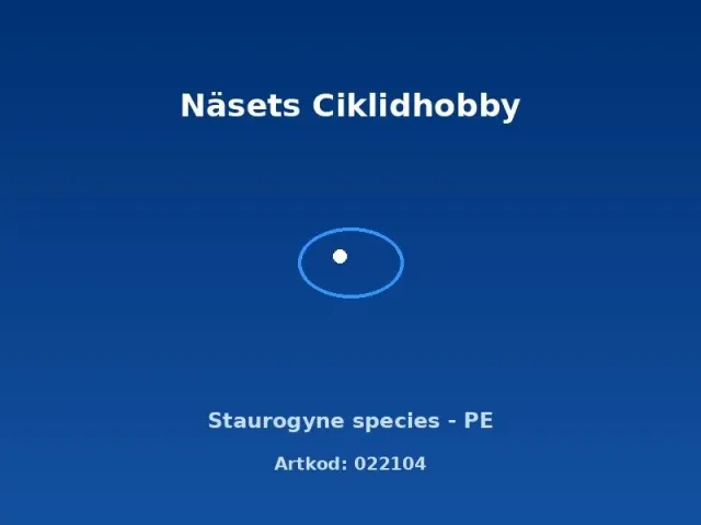 Näsets Ciklidhobby Staurogyne species PE växt kruka