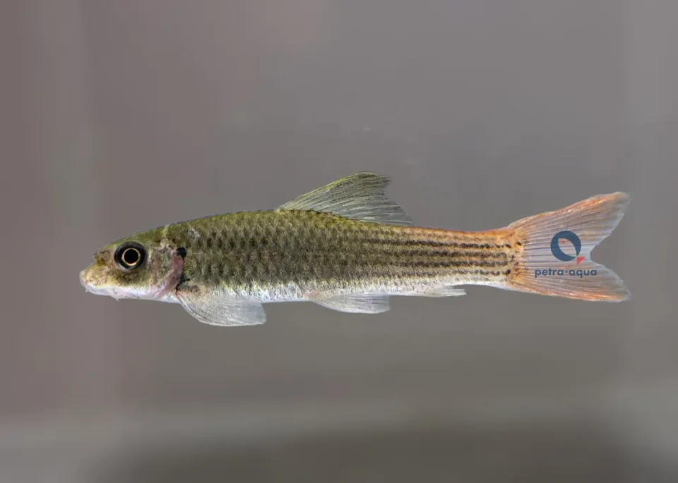 Garra Redtail akvariefisk 3–4 cm algätare