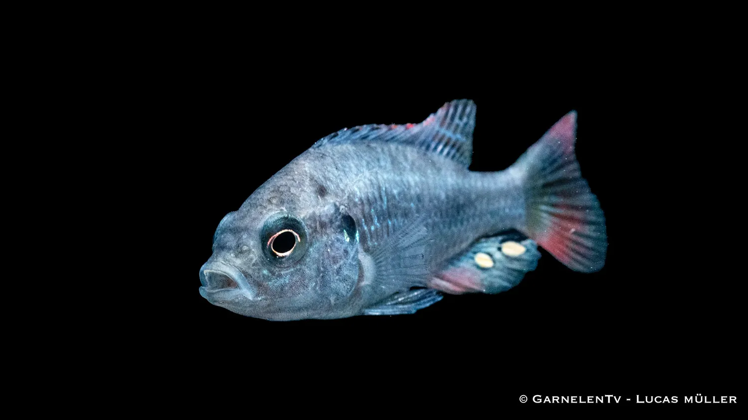 Garnelen TV Astatotilapia nubila glödkolsmunruvare ciklid