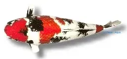 Näsets Ciklidhobby Cyprinus koi ginrin mix dammfisk 40-45 cm