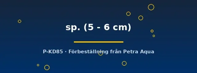 Näsets Ciklidhobby L397 panaque sp. mal 5–6 cm randig