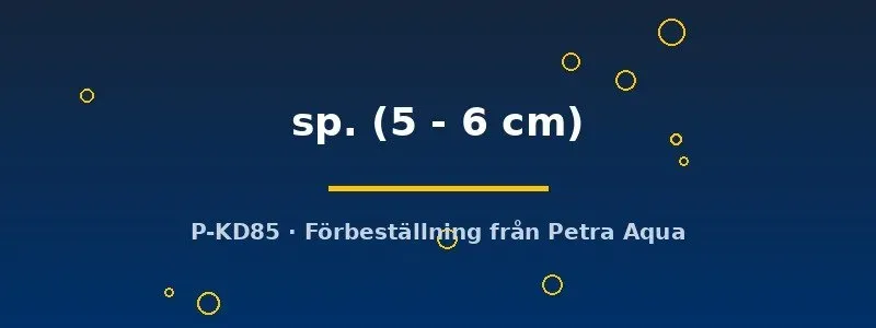 Näsets Ciklidhobby L397 panaque sp. mal 5–6 cm randig