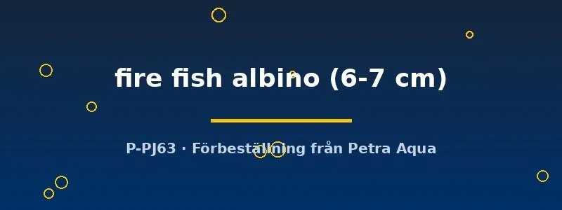 Näsets Ciklidhobby fire fish albino ciklid 6–7 cm
