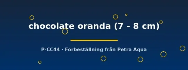 Näsets Ciklidhobby Carassius auratus oranda akvariefisk 7-8 cm