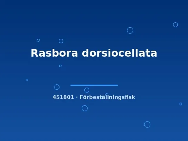 Näsets Ciklidhobby Rasbora dorsiocellata sm stimfisk lugn