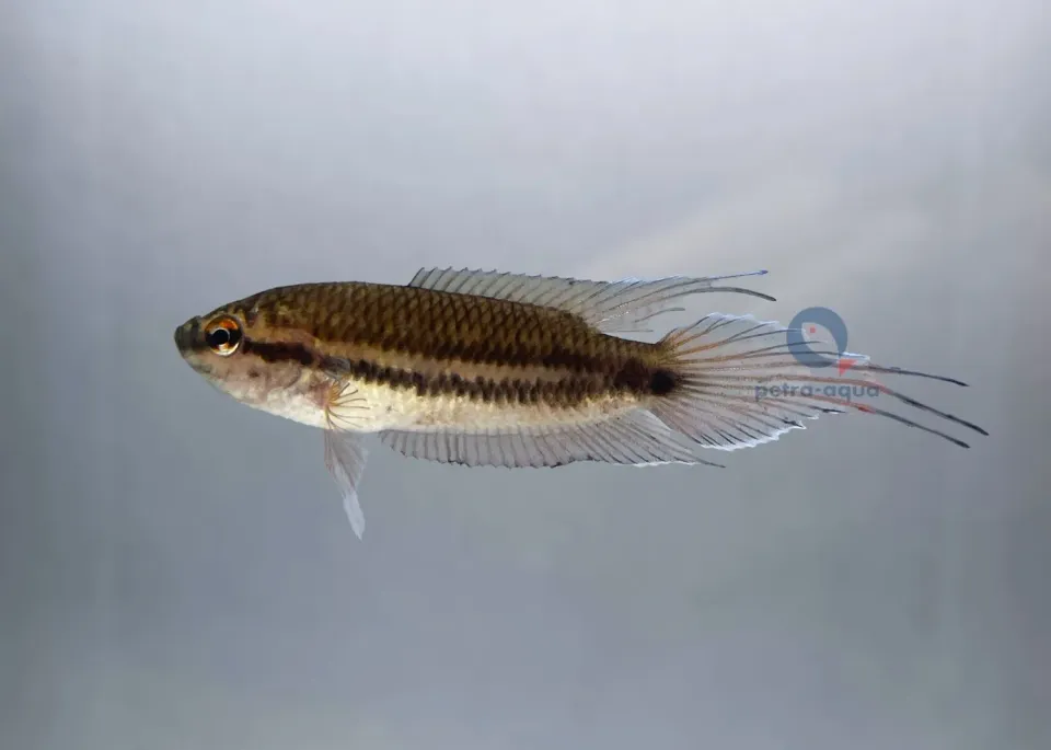 Näsets Ciklidhobby Macropodus cupanus paradisfisk 4–5 cm