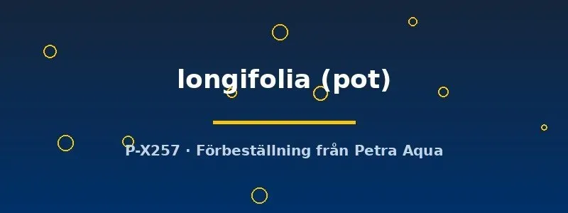 Näsets Ciklidhobby Barclaya longifolia akvarieväxt pot