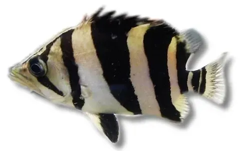 Datnioides Microlepis Gold Tiger rovfisk 8-10 cm