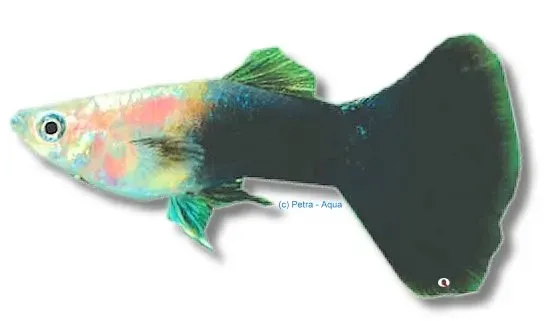 Näsets Ciklidhobby Guppy male black 3-4 cm akvariefisk