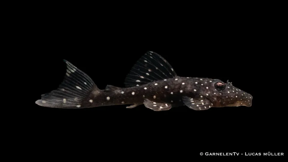 Brillant antennmal L184 akvariefisk 5-6 cm