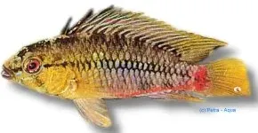 Näsets Ciklidhobby Apistogramma red stroke dvärgciklid 3–4 cm