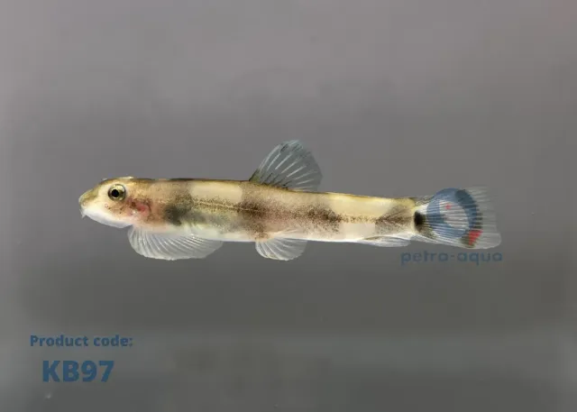 Näsets Ciklidhobby Protomyzon pachychilus 2–3 cm grönling
