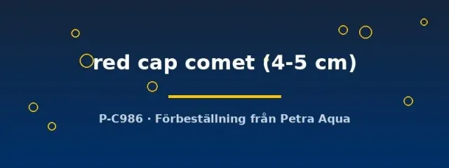 Näsets Red Cap Comet guldfisk 4–5 cm kallvatten