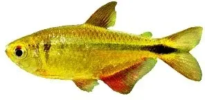 Näsets Hemigrammus caudovittatus tetra 3,5–4 cm stim
