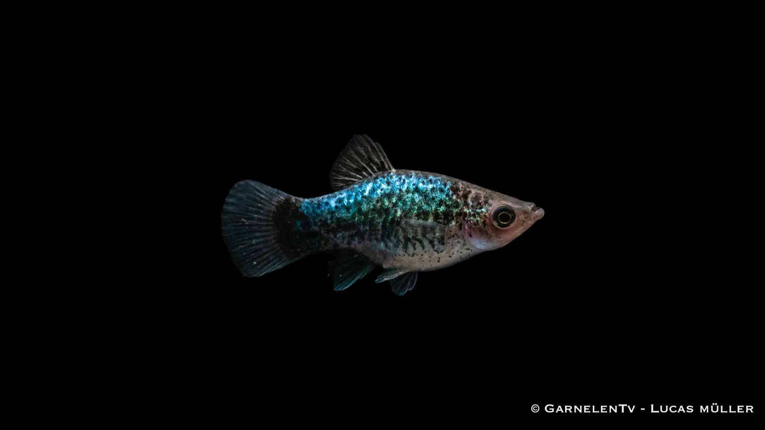 Garnelen TV Platy Blue Spotted akvariefisk 5-7 cm