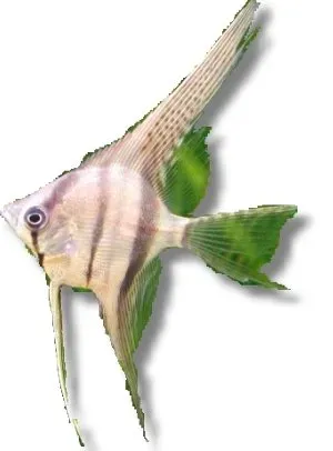 Näsets Ciklidhobby Common Angelfish skalare XL 6–7 cm