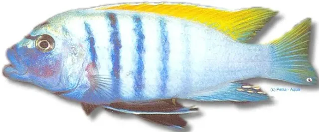 Näsets Ciklidhobby Cynotilapia afra yellow ciklid Chimate XL