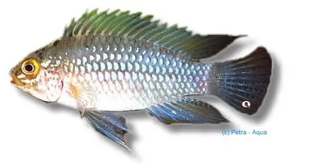Näsets Ciklidhobby Apistogramma sp. carapintada dvärgciklid 3–4 cm parbildande