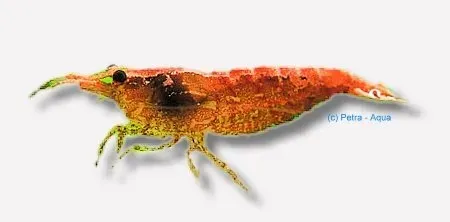 Näsets Ciklidhobby Neocaridina cherry räka 1–1,5 cm röd
