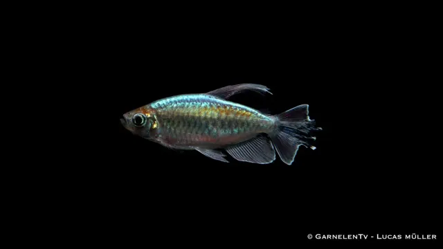 Garnelen TV Kongosalmler Phenacogrammus interruptus tetra DNZ
