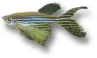 Näsets Ciklidhobby Zebra Danio Long Fin akvariefisk >3,8 cm tålig