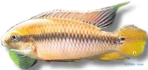 Näsets Ciklidhobby Pelvicachromis rolofi XL ciklid