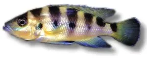 Näsets Ciklidhobby sexfasciatus ciklid över 5 cm