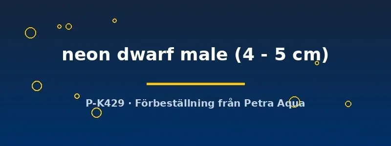 Colisa lalia neon dvärggurami hane akvariefisk 4–5 cm