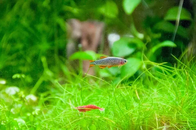 Näsets Helanthium tenellum akvarieväxt in vitro cup snäckfri