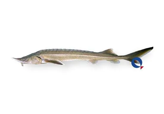 Näsets Ciklidhobby Acipenser baerii sibirisk stör 40–45 cm damm